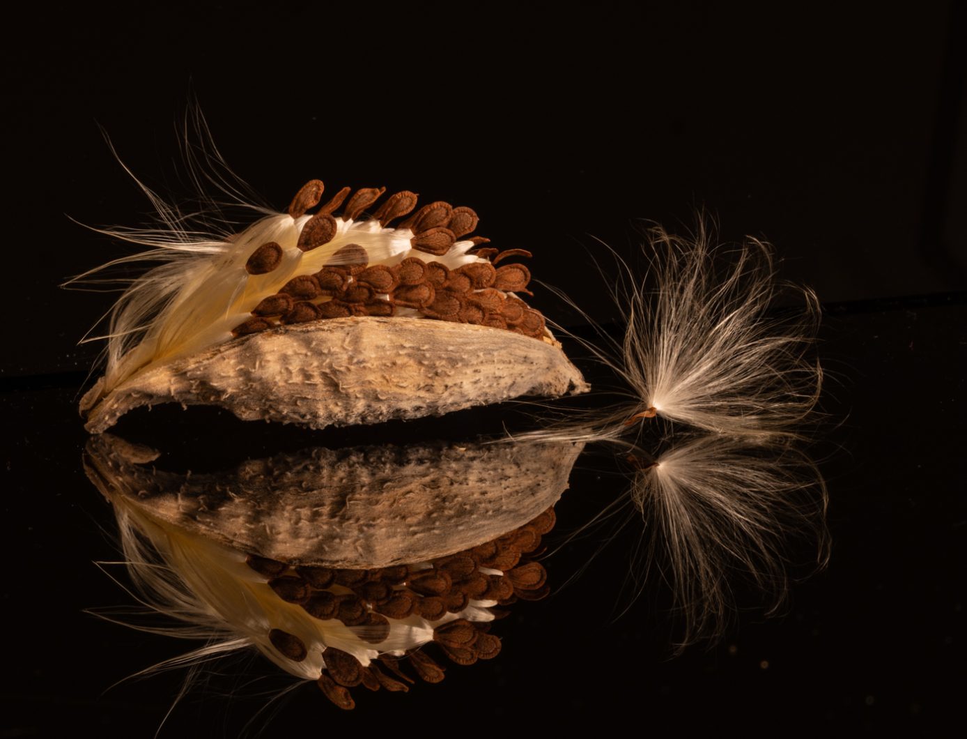 Milkweed Reflection