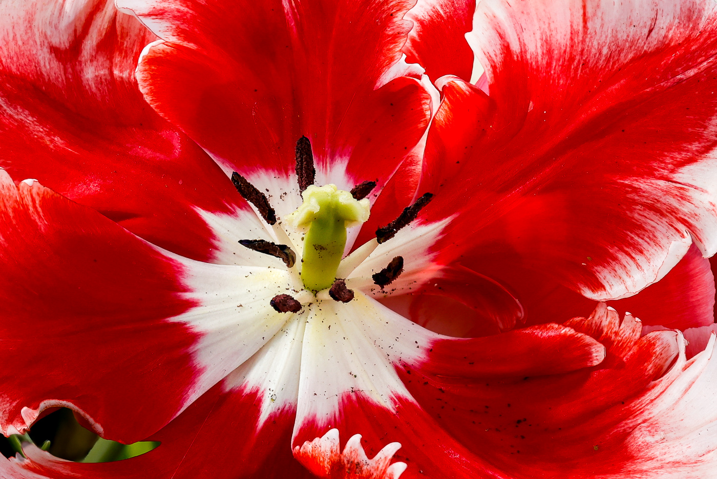 Dee Jay Parrot Tulip