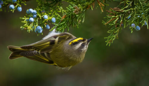 Golden-Crowned Kinglet 9 8.5 9.5 27 TC GPP Andy Langs  Nature Gold