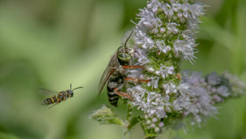 Humped Beewolf  Sand Loving Wasp 8.5 7.5 7.5 23.5 GPP Greg Alderson  Nature Gold