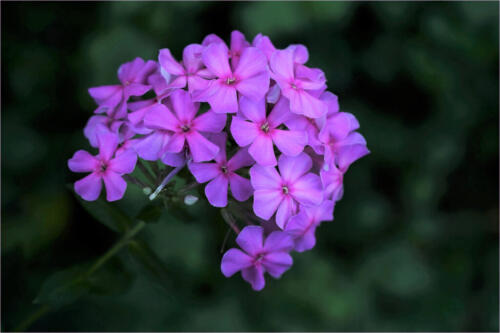 Phlox 7.5 6.5 7 21 Janet McNally  Pictorial Gold