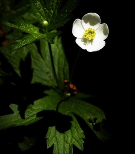 Canada Anemone 6.5 5.5 6 18 Marino Favretto  Nature Silver
