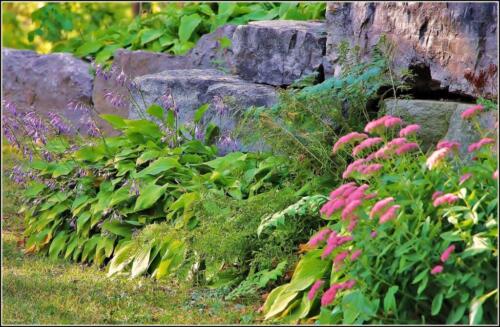 Retaining Wall Planting 7 7 6 20 James Hamilton  Pictorial Gold