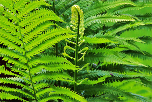 Ostrich Fern 7 6.5 6.5 20 James Hamilton  Pictorial Gold