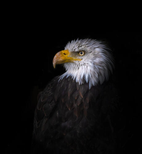 Bald Eagle Portrait 7.5 7 8 22.5 Bertin Francoeur  Pictorial Gold