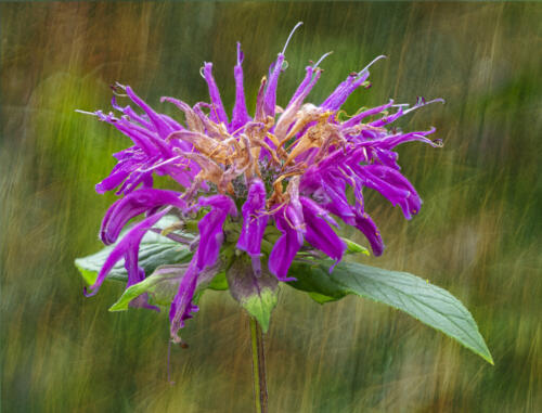Bee Balm 6.5 7.5 6.5 20.5 Don Poulton  Pictorial Master