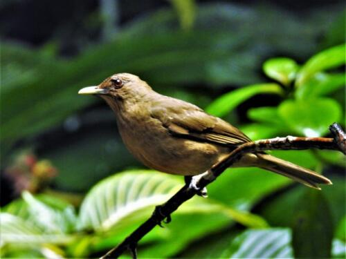Costa Rican Robin  Nature Gold