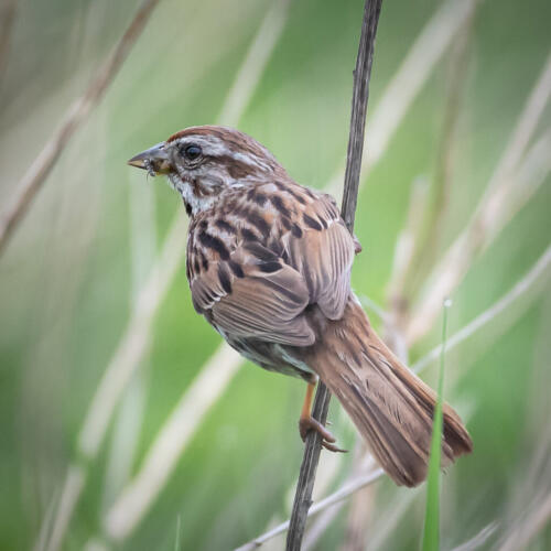 Song Sparrow 8 7 7.5 22.5 SPP Mike Mulvale  Nature Silver