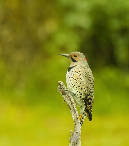 Male Northern Flicker 7 7 6.5 20.5 Colleen Bird  Nature Gold