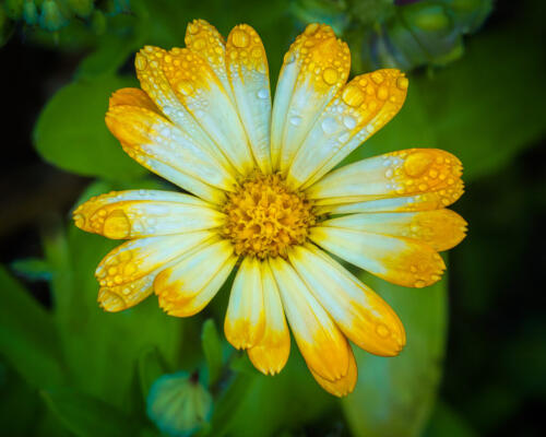 Garden Marigold 7.5 7.5 7.5 22.5 Kathryn Martin  Pictorial Master
