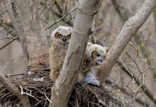 Great Horned Owlets 7 7 8.5 22.5 Pat Wintemute  Nature Gold