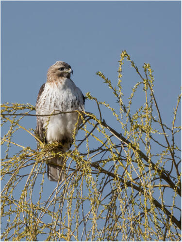 Red Tailed Hawk 7 6.5 7 20.5 Peter Chow  Nature Gold