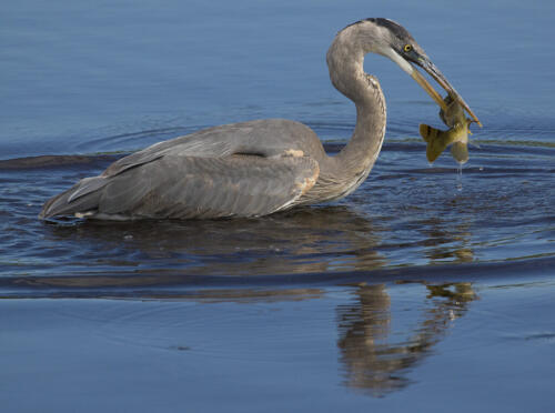Heron Spearing Fish 8.5 8 8 24.5 HM DP David Seldon  Nature Master