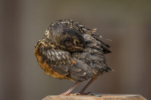 Baby Robin 8 7 8.5 23.5 GPP Geoffrey Skirrow  Nature Gold