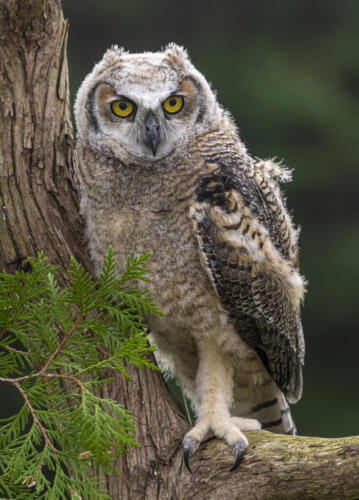 Juvenile Great Horned Owl #2 8 7.5 8 23.5 Don Poulton  Nature Master