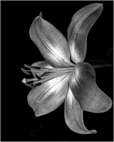 Lily # 1 7.5 7 8 22.5 Kathryn Martin  Pictorial Master