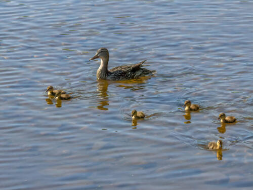 Mallard Duck Family 7 7 8 22 Terry Ross-Poulton  Nature Gold
