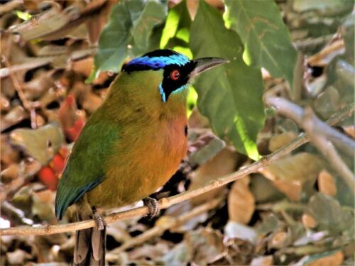 Motmot Under Vines 6.5 6 6.5 19 Barbara Boles-Davis  Nature Gold