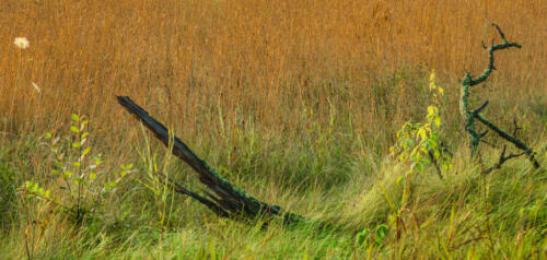 Homage To Andrew Wyeth 7 6 7 20 Patrick Mohide  Pictorial Gold