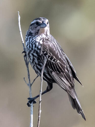 Red-Winged Blackbird Female 6.5 6 7 19.5 Herb McClelland  Nature Gold