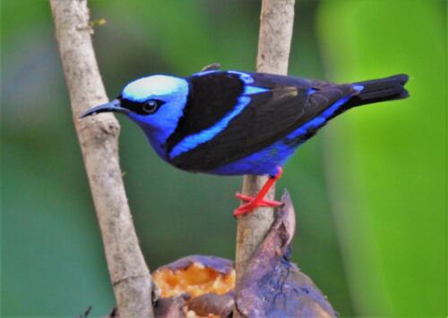 Red-Legged Honeycreeper  Nature Gold