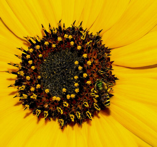 Sunflower And The Bee 8 8 6.5 22.5 Elzbieta Piskorz  Creative Gold