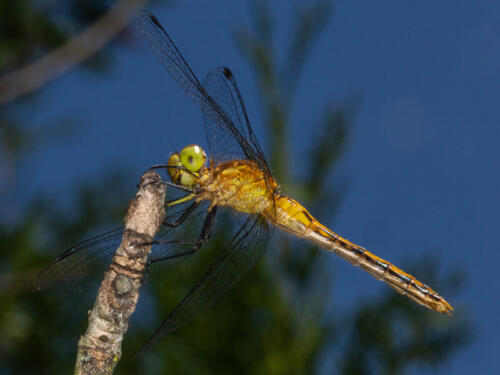 Fieldhawk Dragonfly 7.5 7 7 21.5 Ted Buck  Nature Gold