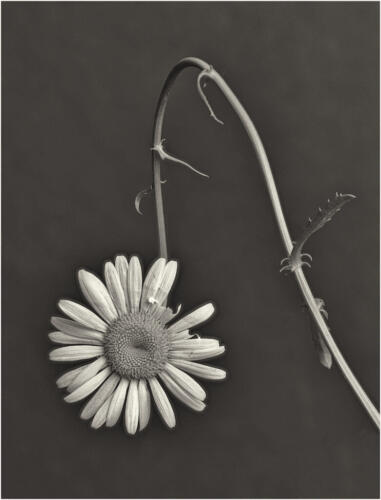 The Remains Of The Day 7.5 7 7 21.5 Ed Espin  Pictorial Gold