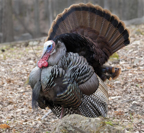 Tom Turkey 7 7.5 7 21.5 David Seldon  Nature Master