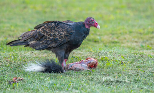 Turkey Vulture 7.5 8.5 8 24 HM GPP Bertin Francoeur  Nature Gold