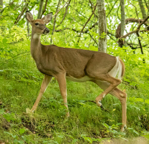 White Tailed Deer 7 7.5 7 21.5 David Evans  Nature Gold