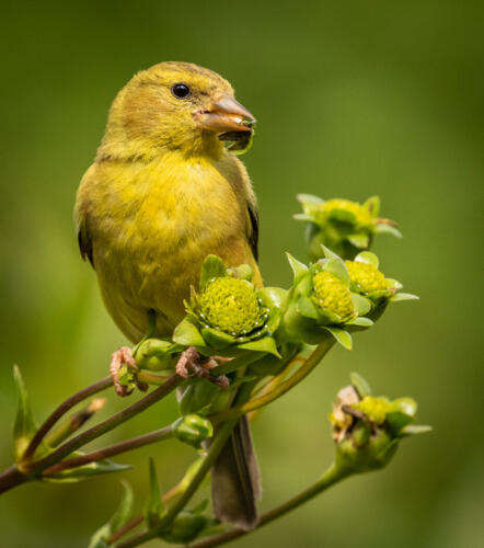 American Goldfinch 7 8 7.5 22.5 David Evans  Nature Gold