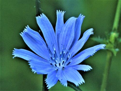 Chicory 6 6.5 6.5 19 Barbara Boles-Davis  Nature Gold