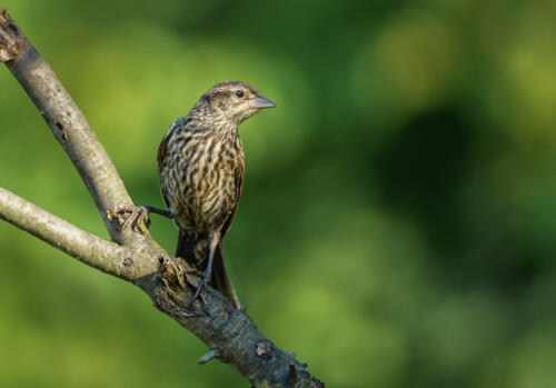 Female Red Wing Blackbird 7.5 7.5 8.5 23.5 HM GPP Andy Langs  Nature Gold