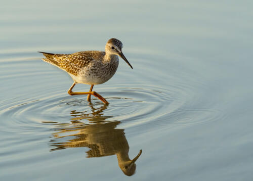 Lesser Yellowlegs 8.5 8.5 9 26 TC GPP Andy Langs  Nature Gold