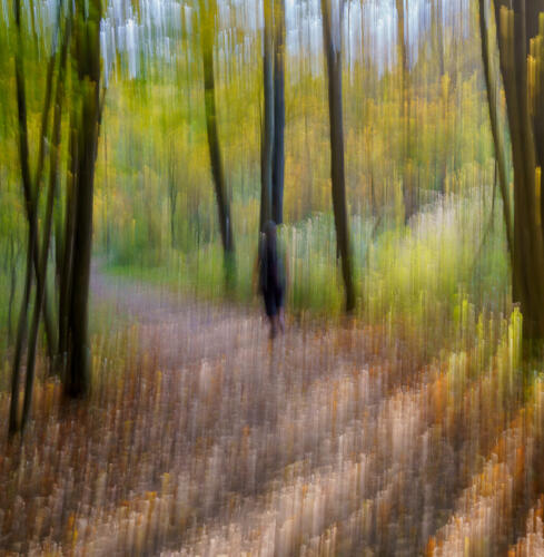 Fall Path At Dundas Valley 7 6.5 7.5 21 Andy Langs  Creative Gold