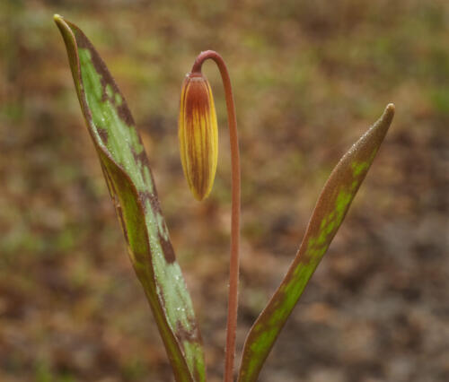 Trout Lily 6.5 7 7 20.5 Colleen Bird  Nature Gold