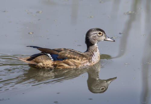 Female Wood Duck 7.5 7 8 22.5 HM SPP Carey Hope  Nature Silver