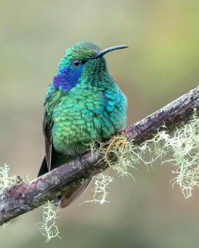 Lesser Violet Ear Hummingbird 9 9 9 27 TC DP Kathryn Martin  Nature Master