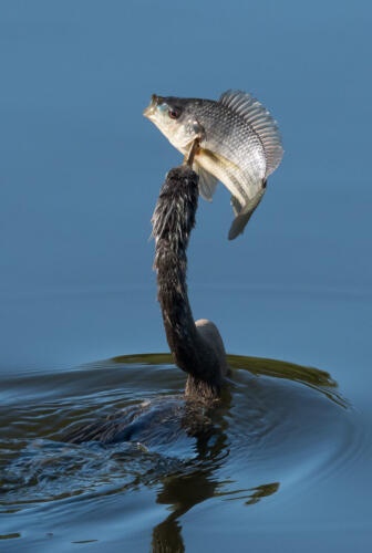 Anhinga With Fish 7.5 9 10 26.5 TC GPP Herb McClelland  Nature Gold