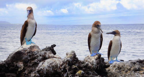 Blue Footed Boobies-Galapagos 8 8 8 24 TC BPP Malcolm Stagg  Nature Bronze