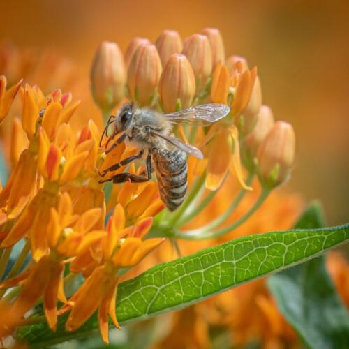 Honey Bee 7.5 8.5 8 24 TC SPP Mike Mulvale  Nature Silver