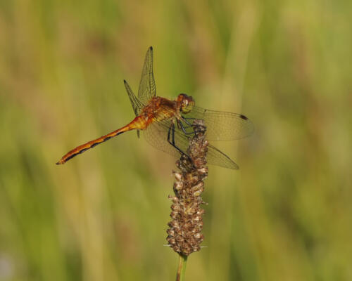 Autumn Meadowhawk Dragonfly 8 7.5 8 23.5 Heather Engel  Nature Master