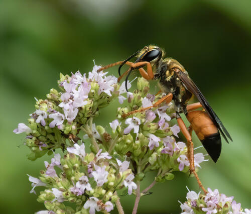 Great Golden Digger Wasp 9 10 9.5 28.5 TC GPP Jim Maguire  Nature Gold