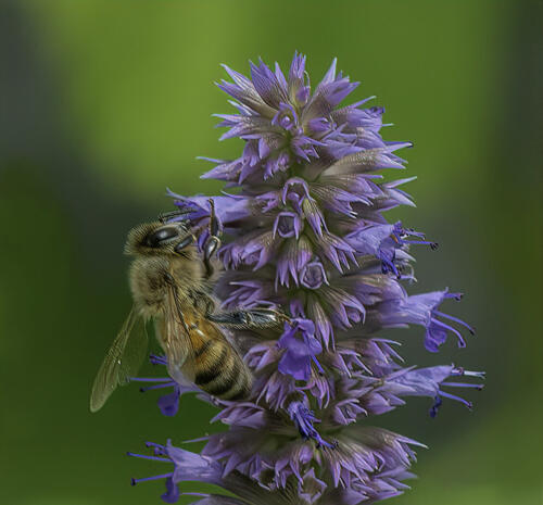 Honey Bee On Liatrus 9 7.5 9 25.5 TC GPP Judy Boufford  Nature Gold