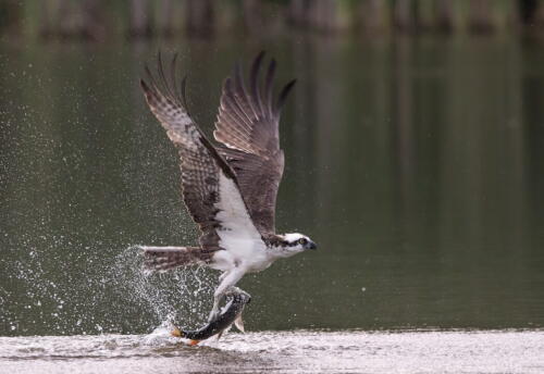 Osprey With Fish 8 8.5 9 25.5 TC GPP Pat Wintemute  Nature Gold