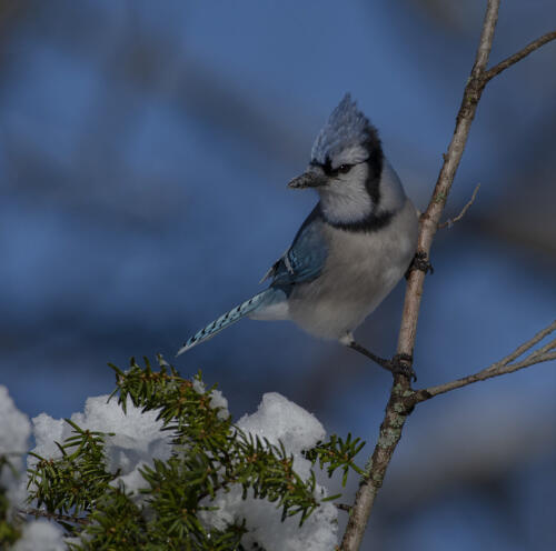 Blue Jay In Snow 7.5 8.5 9.5 25.5 TC GPP Greg Alderson  Nature Gold
