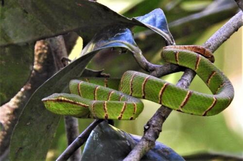 Borneo Keeled Viper 7 7.5 6.5 21 Barbara Boles-Davis  Nature Gold