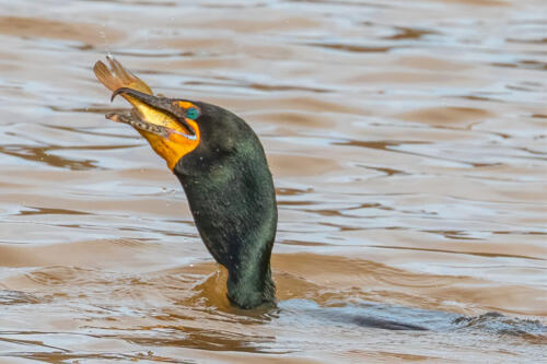Cormorant With Fish 7 7 8 22 Geoff Dunn  Nature Gold