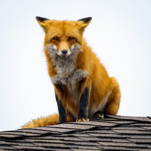 Foxus Roofus - Fox On The Roof 6.5 8.5 6.5 21.5 Andy Langs  Pictorial Gold